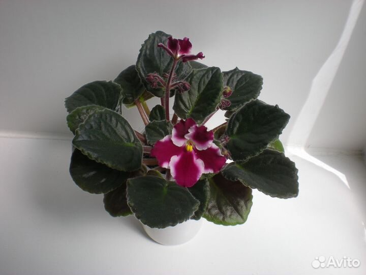 Сортовые фиалки