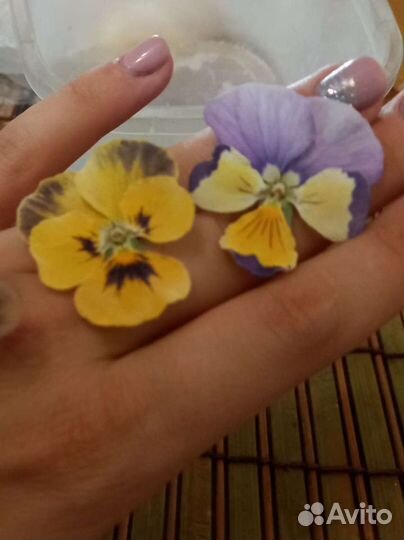 Сухоцветы, Виола (Анютины глазки)