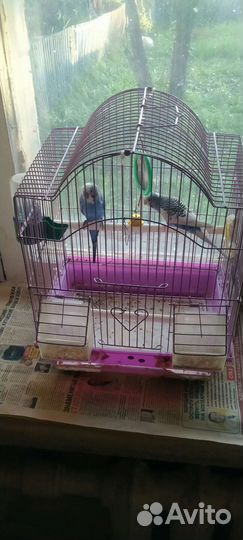 Волнистые попугай с клеткой