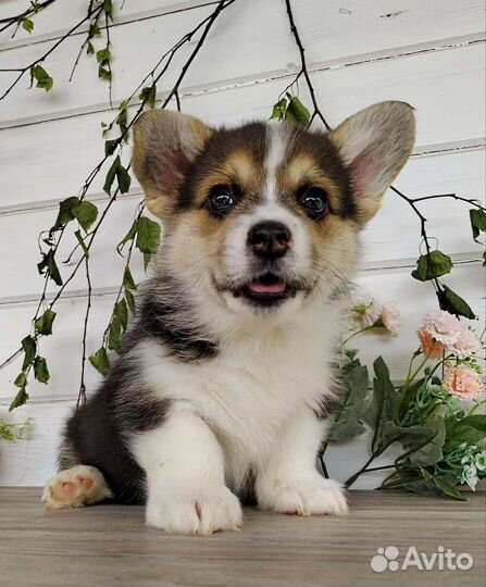 Щенки Вельш Корги Пемброк РКФ Мальчик