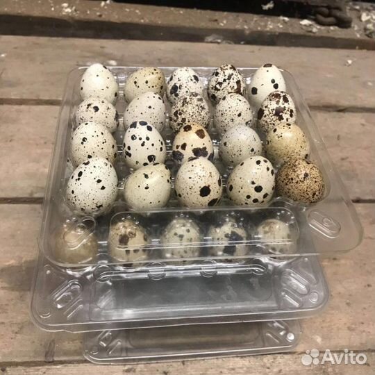 Домашние куриные и перепелиные яйца