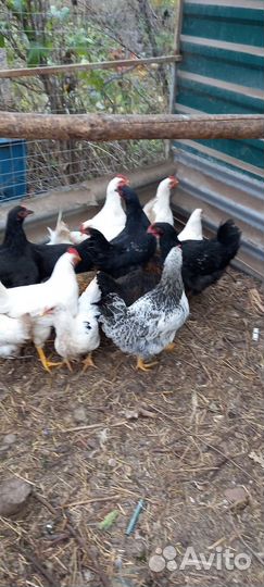 Куры молодки