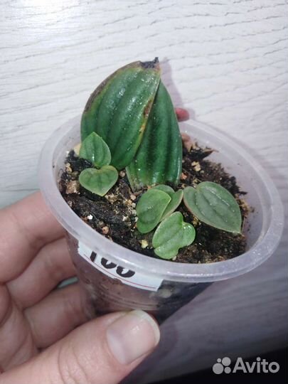 Хояй, филодендрон Пеперомия и другие