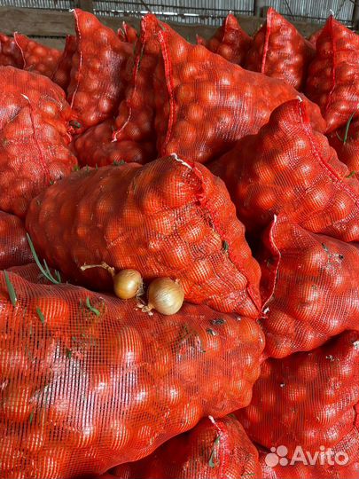 Лук репчатый оптом свежеперебранный