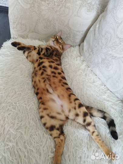 Бенгальский кот вязка
