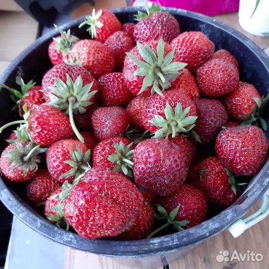 Клубника свежая ягода