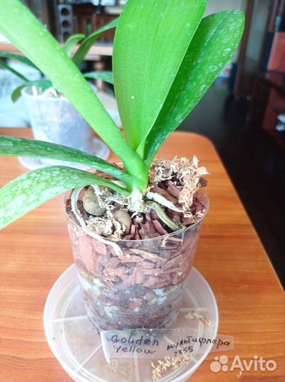 Орхидея фаленопсис мультифлора Golden Yellow