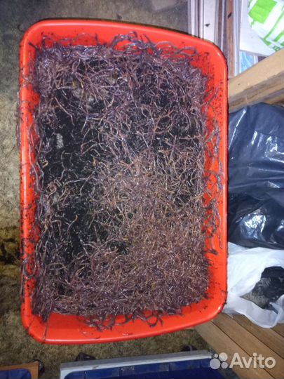 Червь Старатель в субстрате