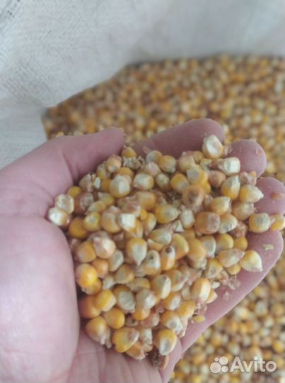 Кукуруза кормовая