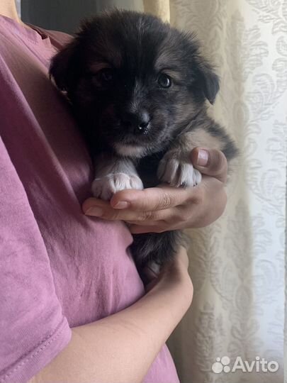Щенок В добрые руки бесплатно