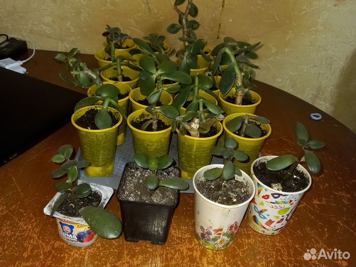 Крассула толстянка денежное