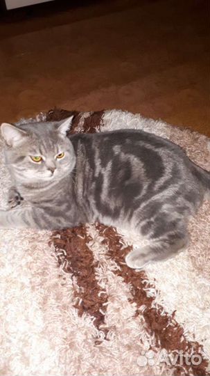 Кот для вязки