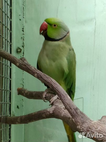 Ожереловый попугай самец