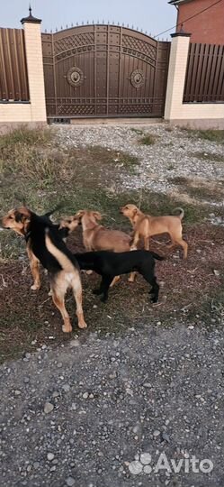 Щенки, собака в добрые руки