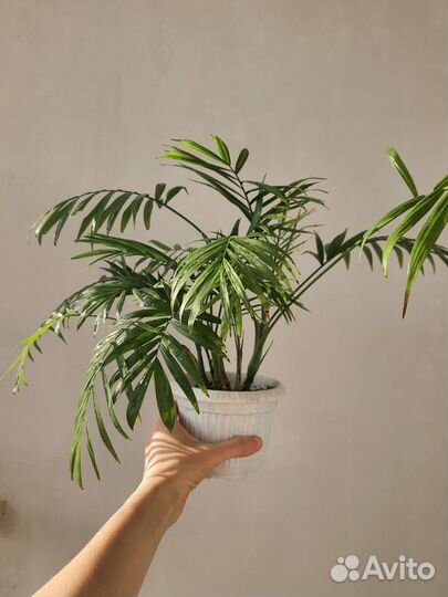 Стефанотис, Хамедорея, Крассула