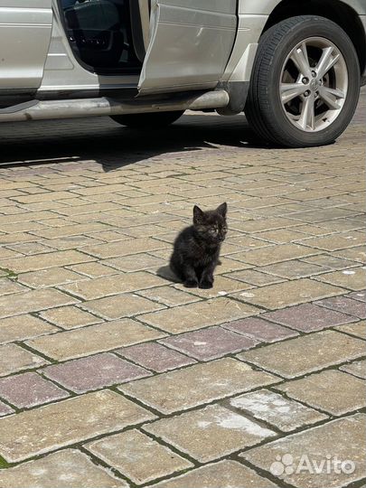 Котёнок, маленькая принцесска, малышка ищет семью