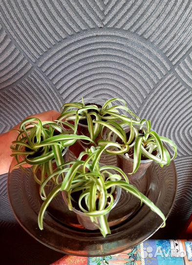 Хлорофитум