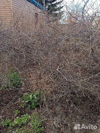 Саженцы вишни