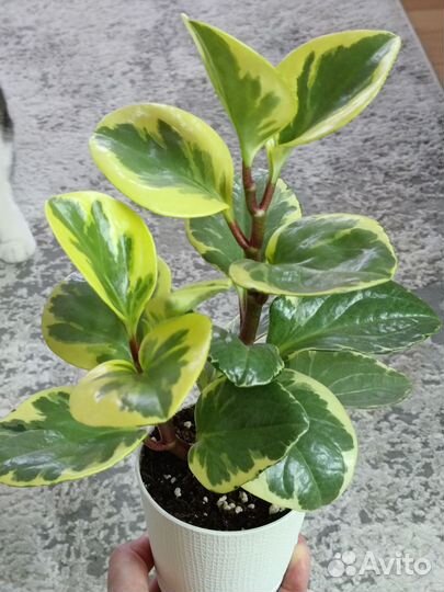 Пеперомия головатая