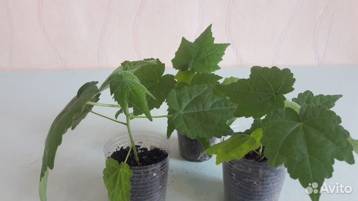 Замечательный Абутилон (черенки)