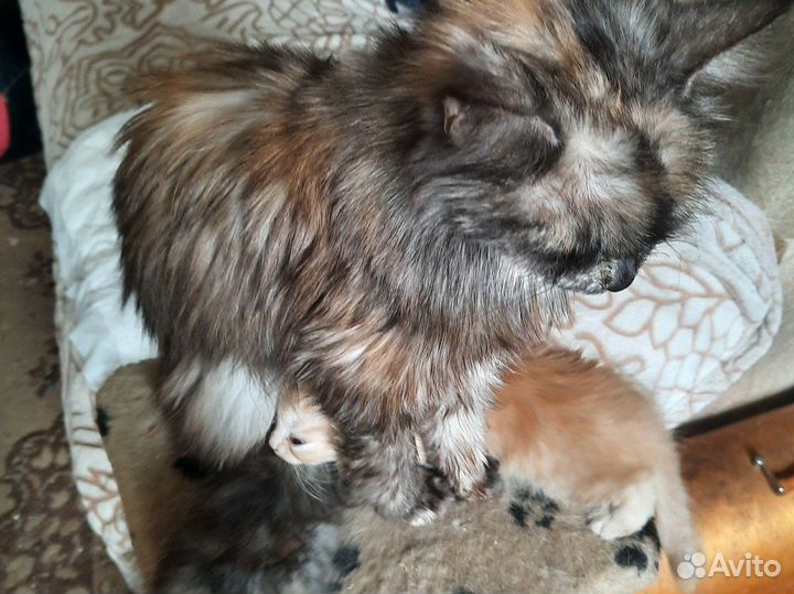 Кошки в добрые руки бесплатно