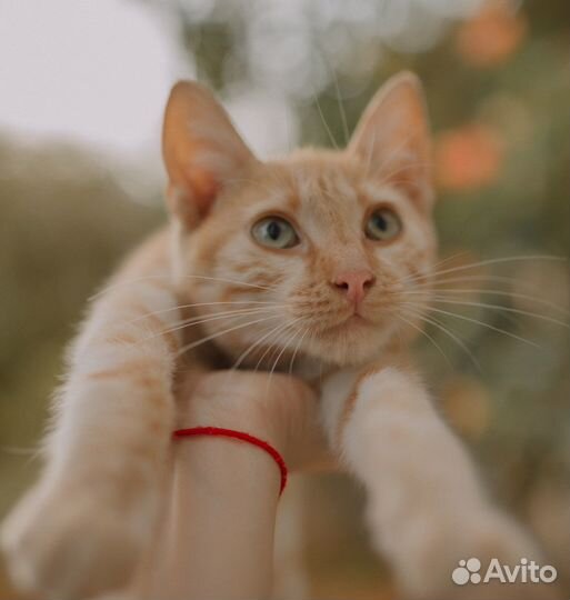 Котик в добрые руки