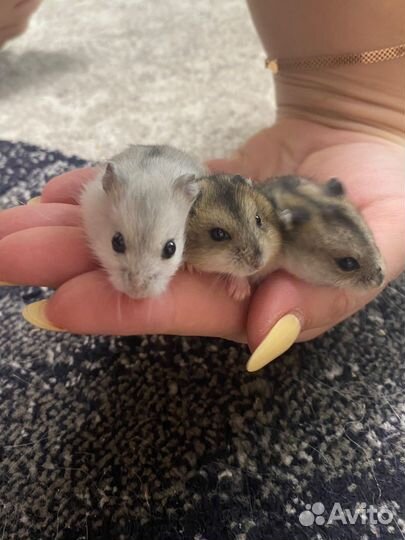 Джунгарский хомяк