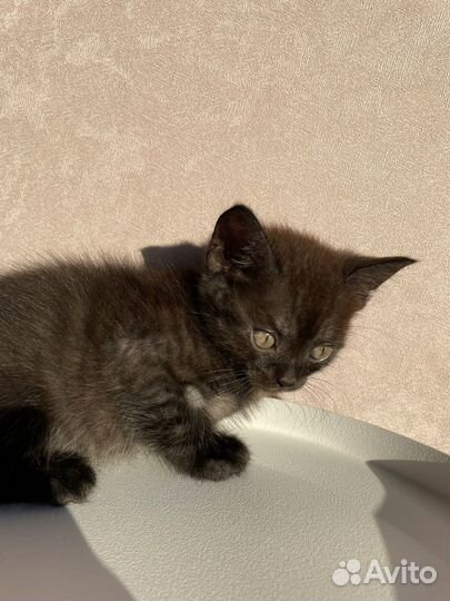 Отдам котенка