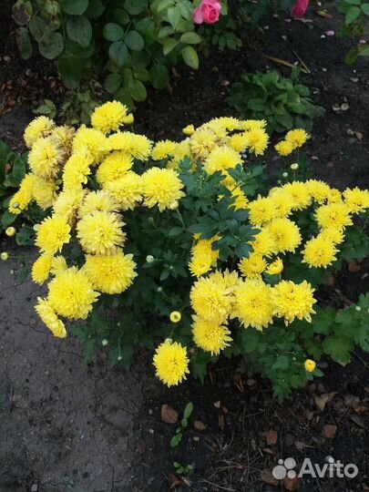 Продам хризантемы