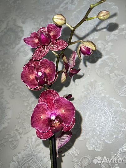 Орхидея фаленопсис кимоно бабочка