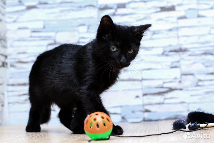 Котёнок 2,5 месяца девочка