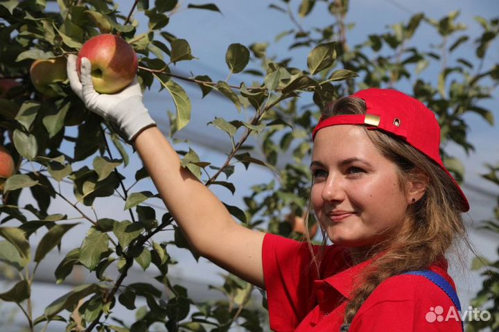 Разнорабочий на сбор яблок