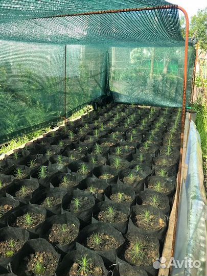 Саженцы сосны и ели. Выращены из семян. Посадка