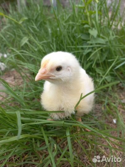 Бройлер, несушка