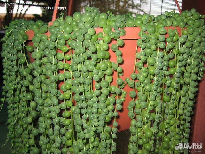 Крестовник Роулли