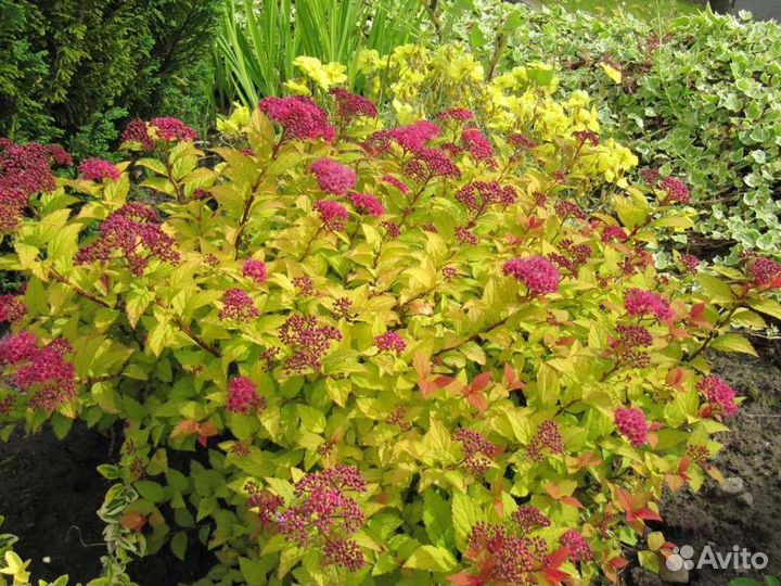 Спирея голден принцесс