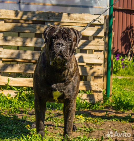 Щенки бульмастифа