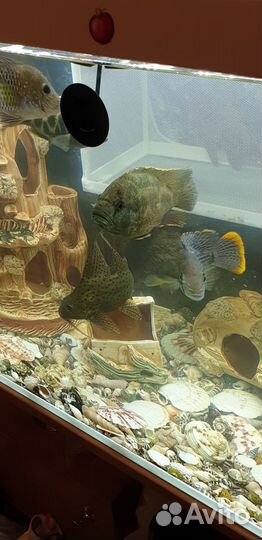 Аквариум