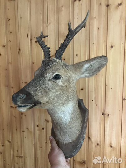 Чучело лани