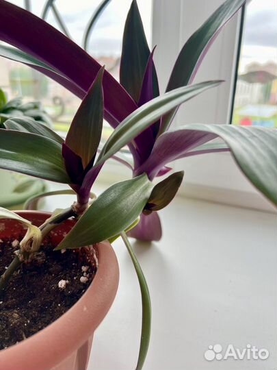 Рэо комнатный многолетник