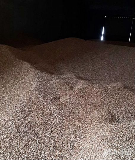 Фуражная пшеница, Подсолнечник на корм/посев