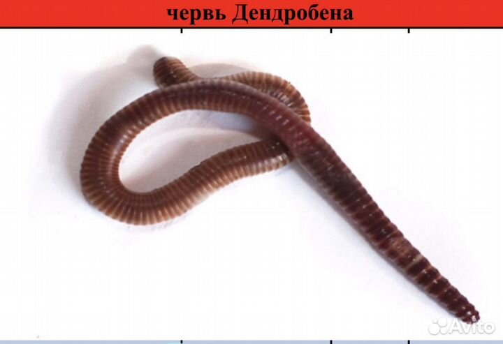 Черви для рыбалки Дендрабена