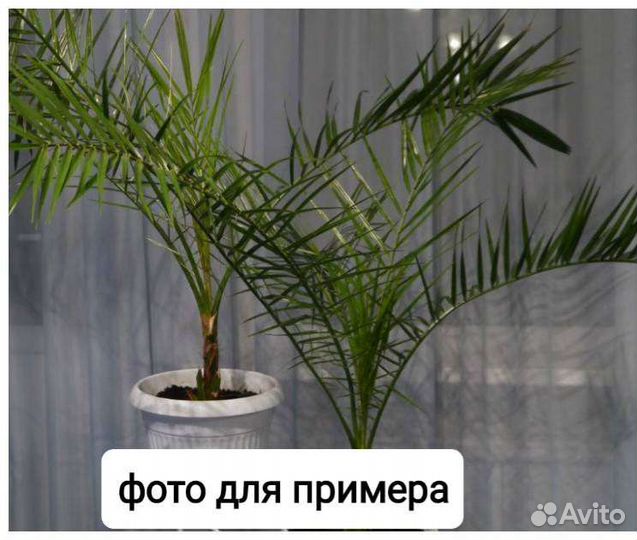 Финиковая пальма