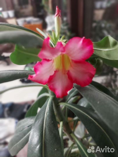 Адениум взрослый
