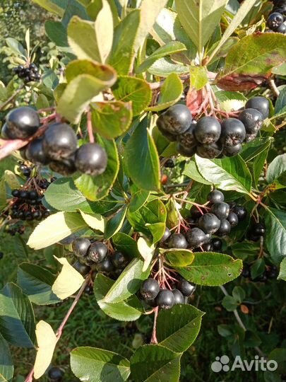 Малина ягода, черноплодная рябина ягода