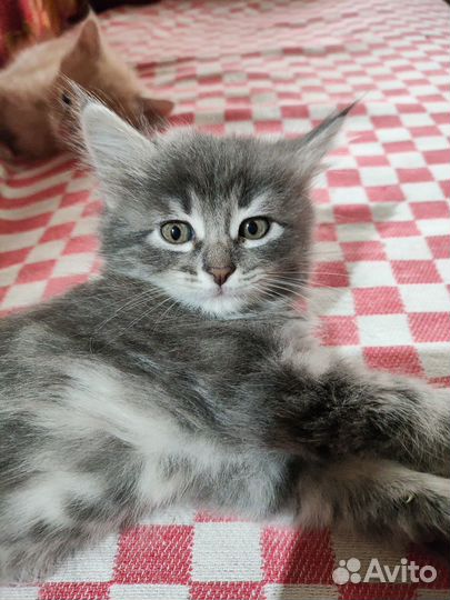 Кошка в дар