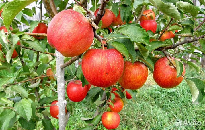 Саженцы плодовых деревьев, винограда