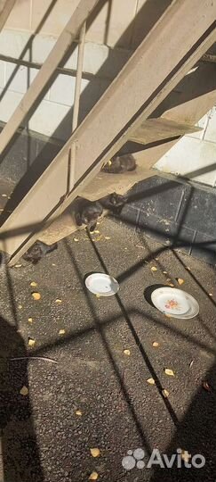 Отдаем в добрые руки.3 мальчика и 1 девочка