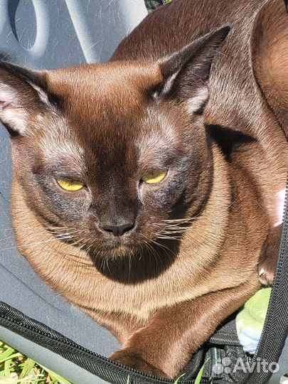 Вязка бурманский кот