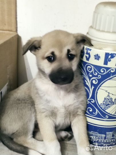 Щенки в добрые руки